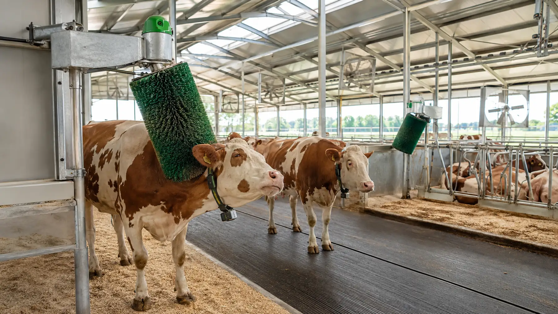 Cows in a modern cattle barn, with rotating grooming brushes, monitoring collars and yellow ear tags