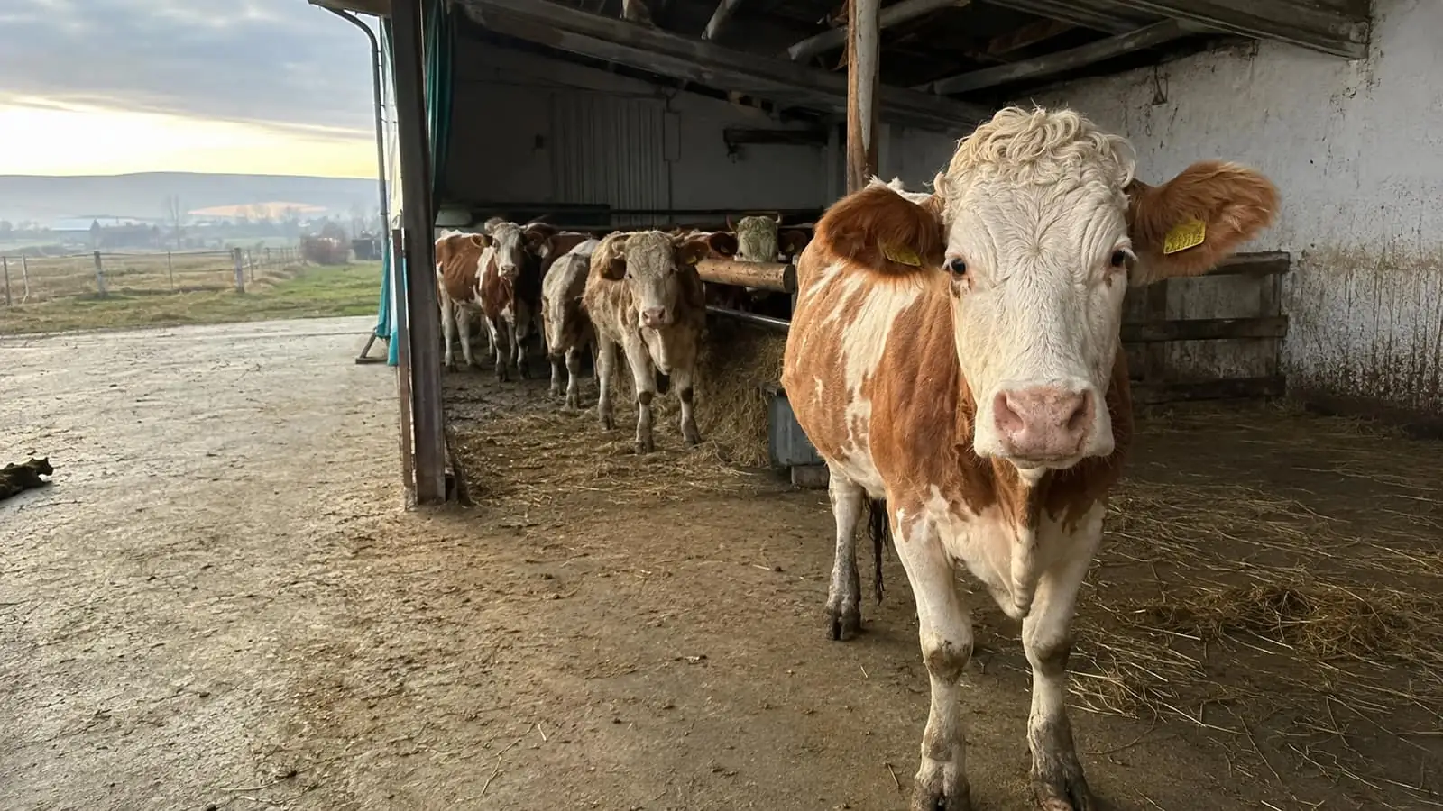 A Bălțată românească cow with a yellow ear tag, in a cattle barn